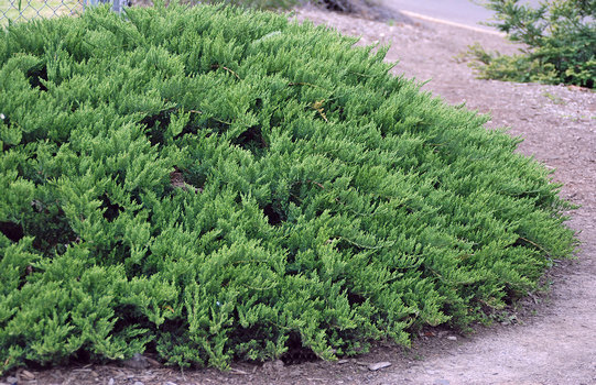 varijetet četinara 'Tamariscifolia'