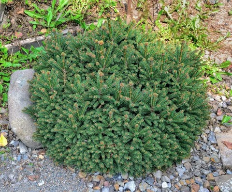 Patuljasta smrča – Picea abies 'Nidiformis'