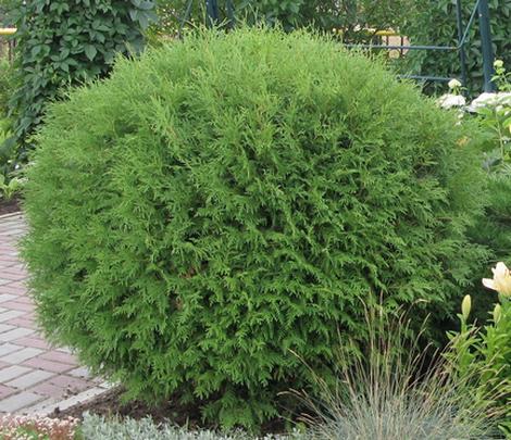 Thuja occidentalis GLOBOSA četinar