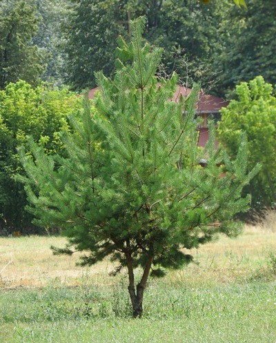 Pinus sylvestris - visoko drvo četinara