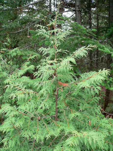 Thuja occidentalis ukrasna biljka