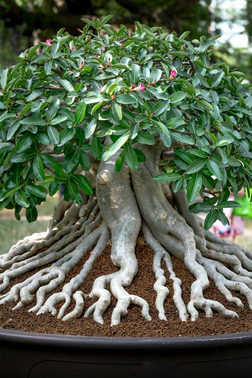 Adenium obesum bonsai