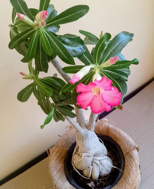 Adenium obesum u saksiji