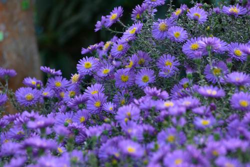 Lepa kata (Aster chinensis)