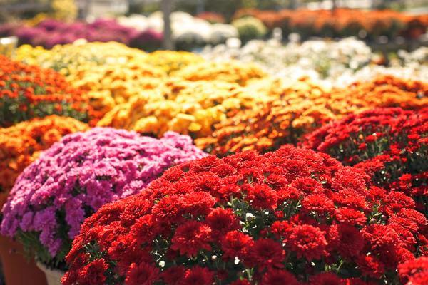 hrizanteme različitih boja