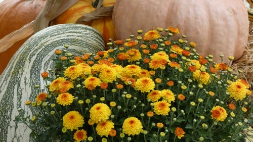 Hrizantema (Chrysanthemum indicum)