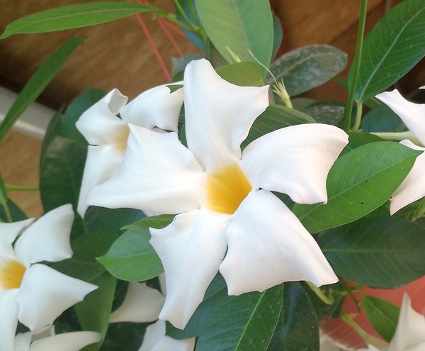 Dipladenia bela