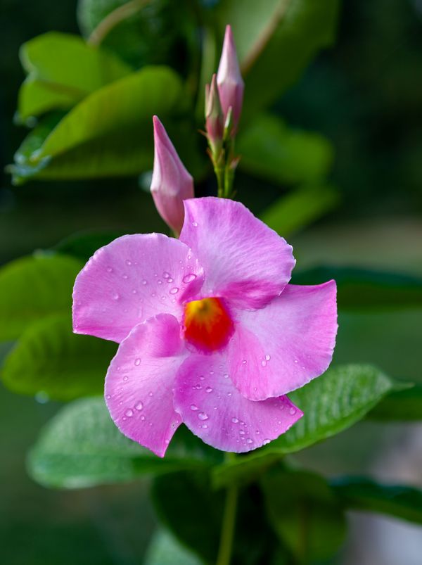 pink dipladenia