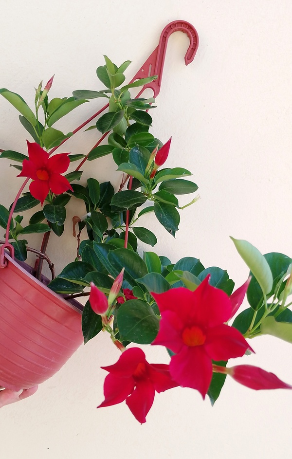 Dipladenia crvena