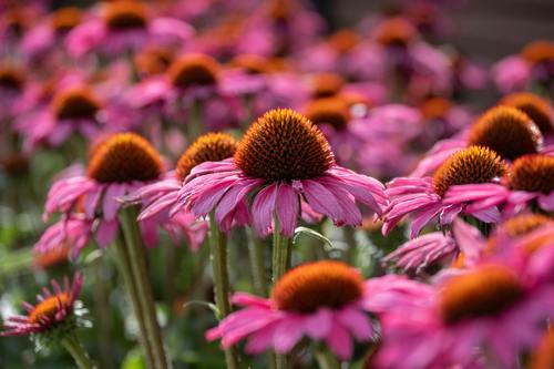 Echinacea