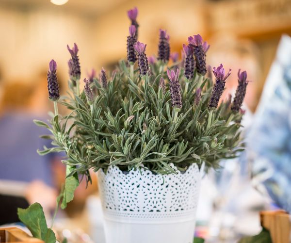 francuska lavanda u saksiji