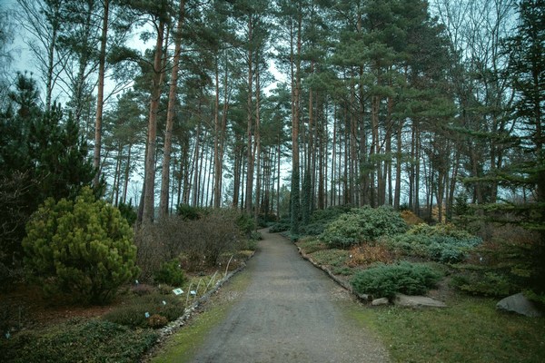 kombinacija cetinara