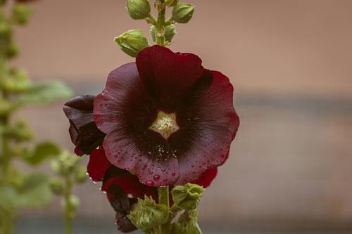 Ukrasni slez (Malva silvestris)