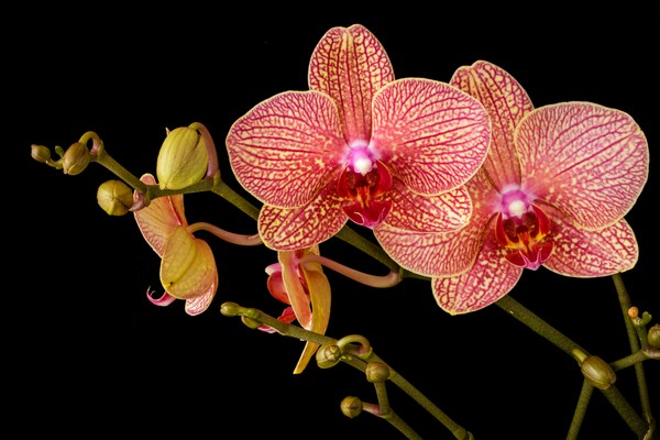 Orchid