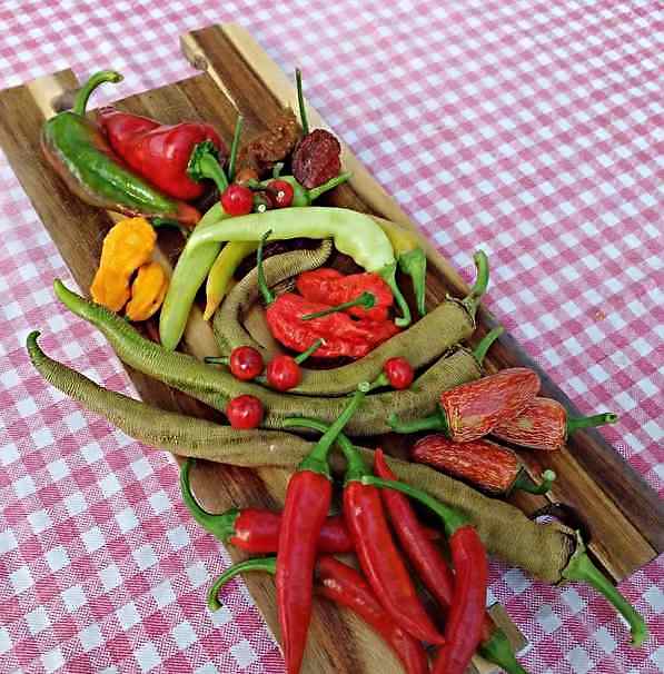 razlicite sorte ljutih paprika