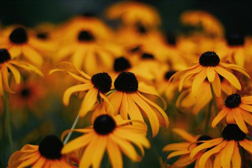 Crnooka suzana (Rudbeckia)