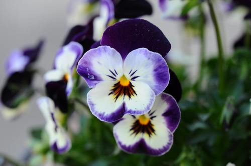 Dan i noć (Viola tricolor)